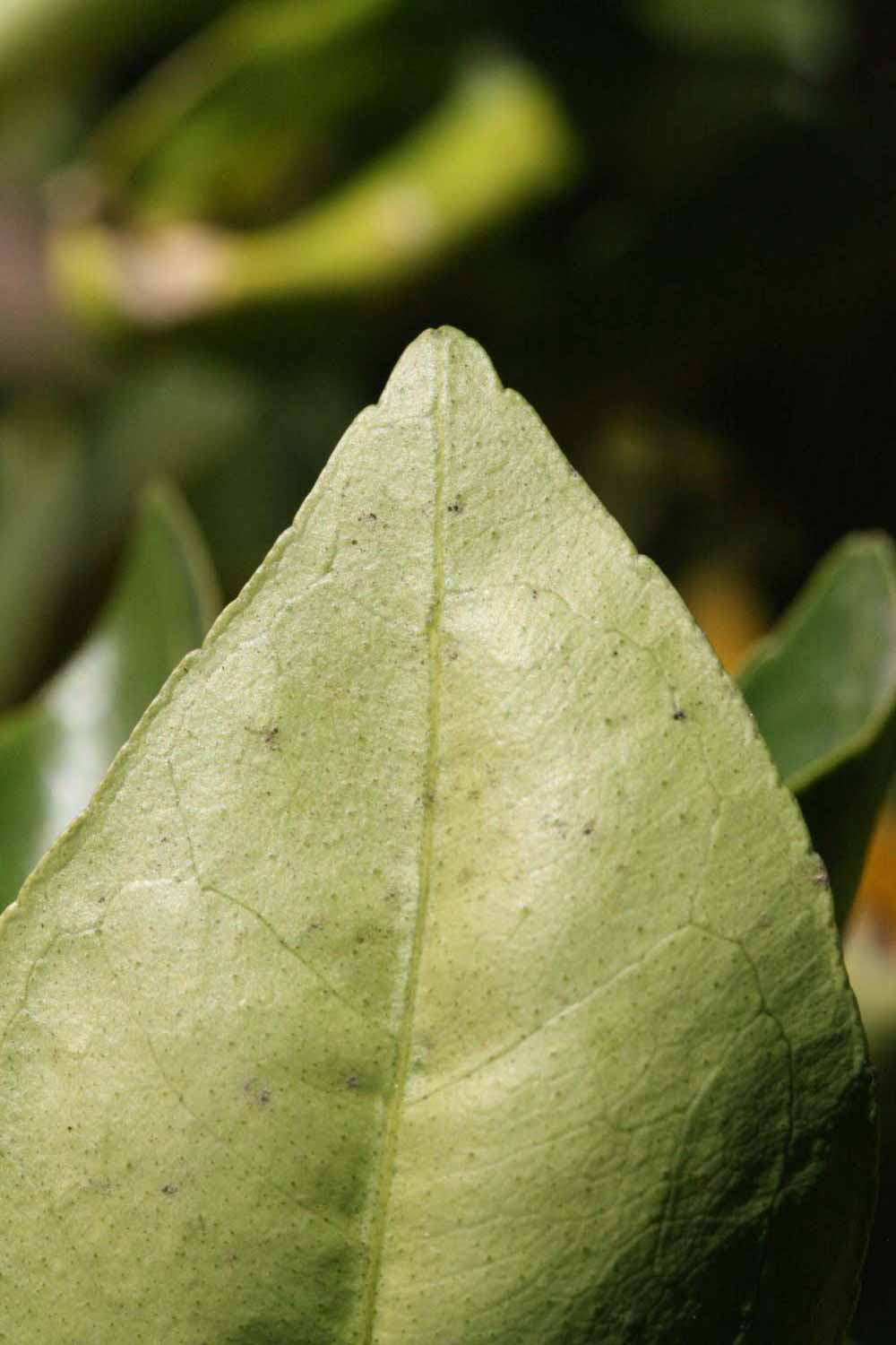              Margin (Riverside, CA)       